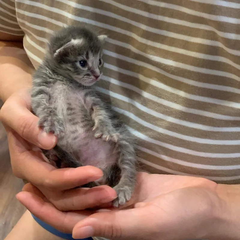 Peanut thumbnail 3