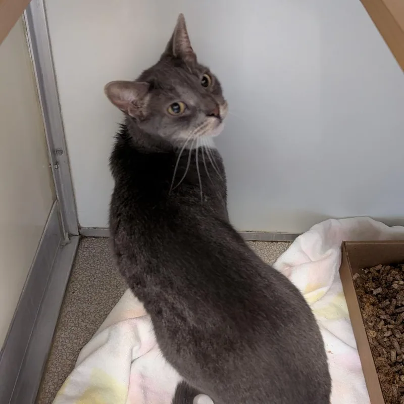 A senior medium-sized female Gray / Blue / Silver Domestic Short Hair cat named Luna for adoption in Birdsboro, PA