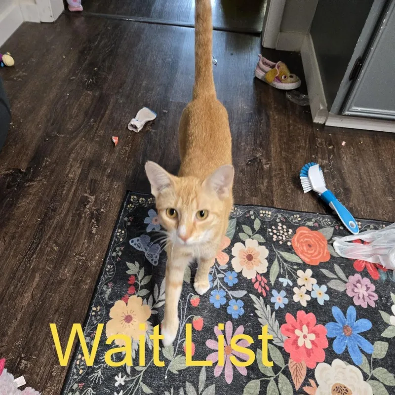 A young small-sized female Orange / Red American Shorthair cat named Tom for adoption in Livingston, TX
