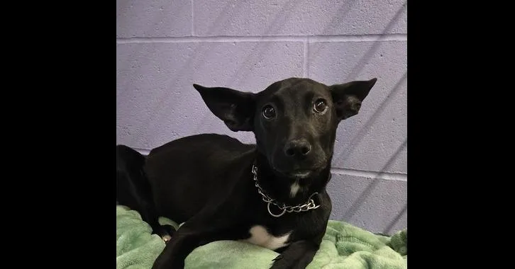 Buttercup thumbnail 2