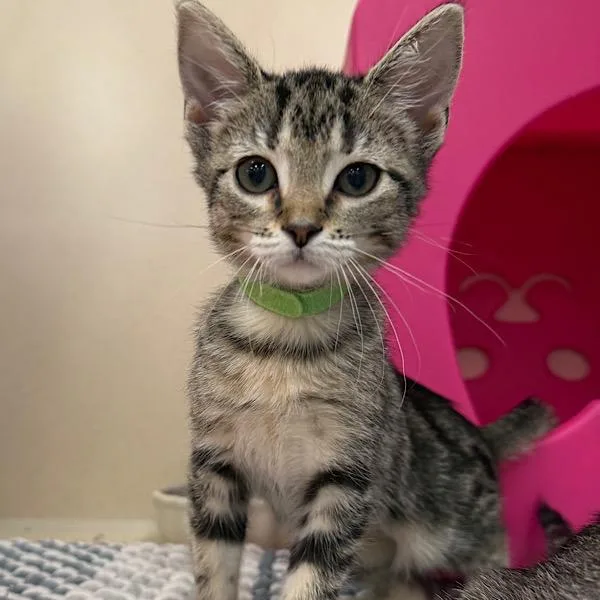 A baby small-sized female Domestic Short Hair cat named Rubia for adoption in Des Moines, IA
