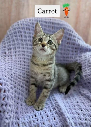 A baby small-sized female Domestic Short Hair cat named Carrot for adoption in Chamblee, GA