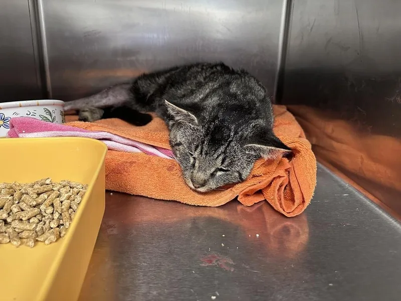 An adult large-sized male Tabby cat named Trooper for adoption in Dallas, TX