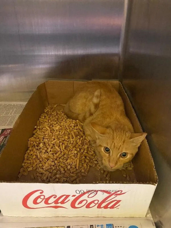A young medium-sized female Domestic Short Hair cat named Alice for adoption in Jackson, TN