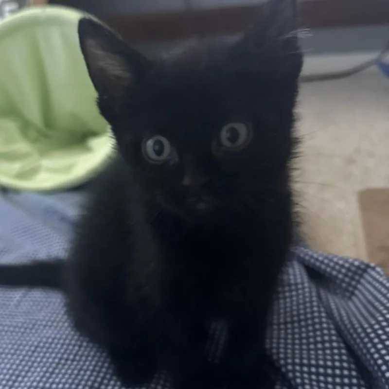 A baby small-sized female Black Domestic Short Hair cat named Astra Royster for adoption in Morrison, CO