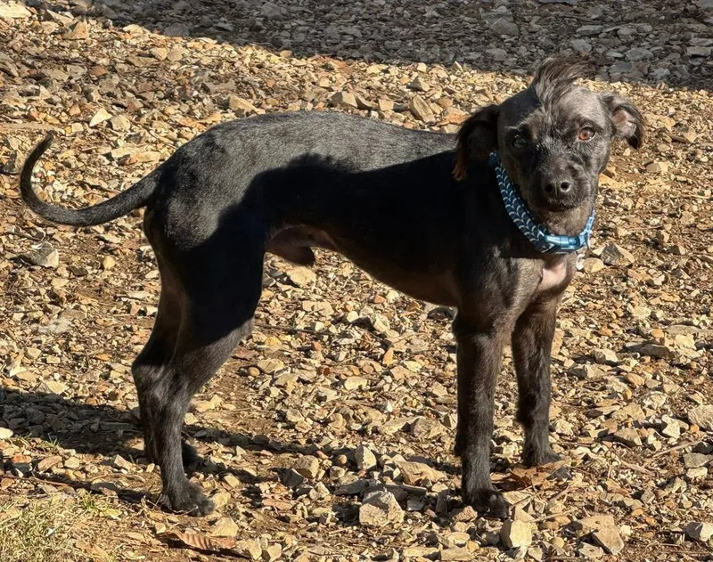 A young small-sized male Terrier dog named Brutus for adoption in Athens, TN