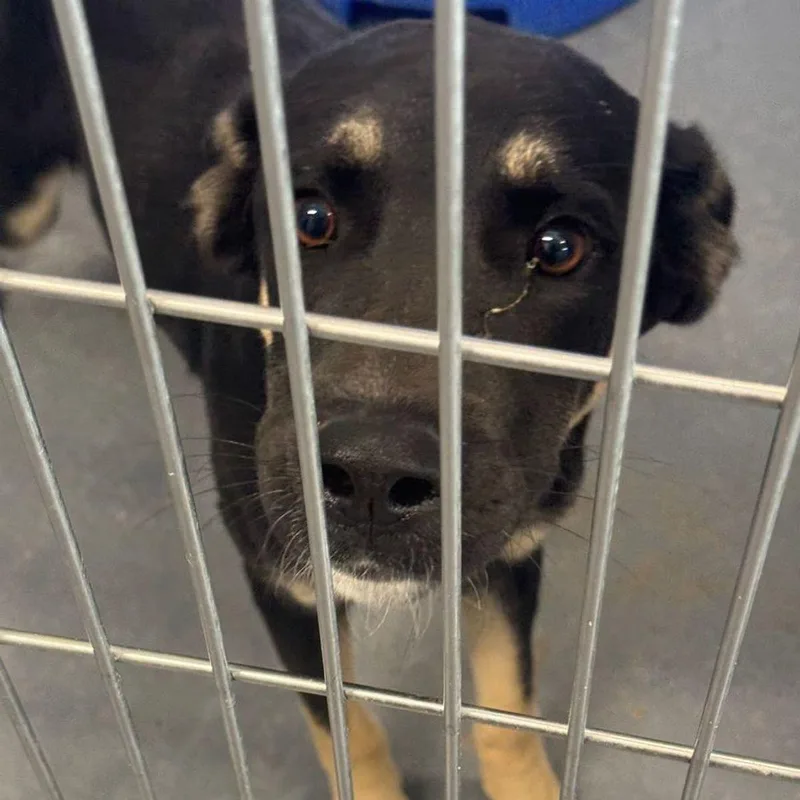 An adult medium-sized male Shepherd dog named Willy for adoption in Kingman, AZ