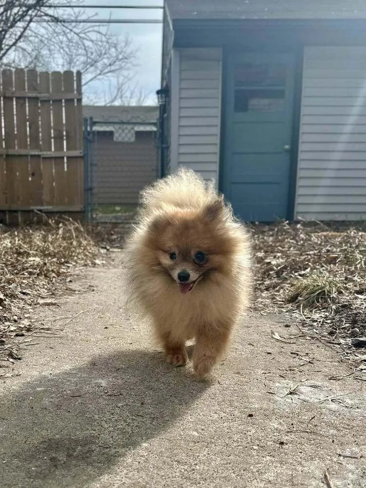 A senior small-sized male Red / Chestnut / Orange Pomeranian dog named Sloppy Joe for adoption in Plymouth, MN