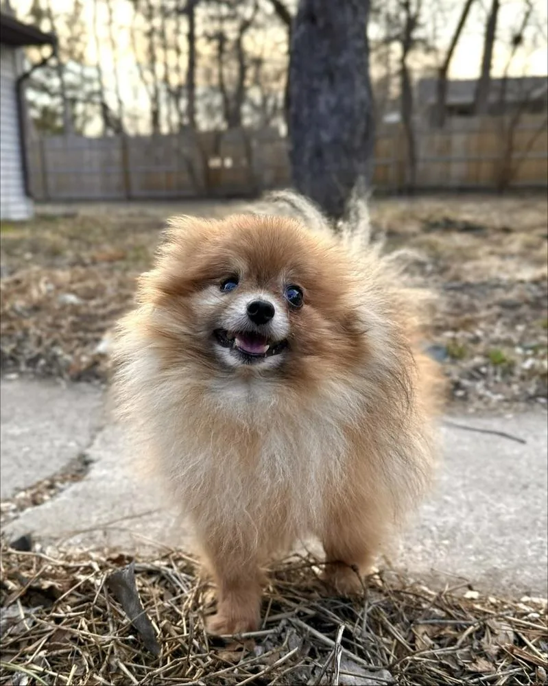 Sloppy Joe thumbnail 2