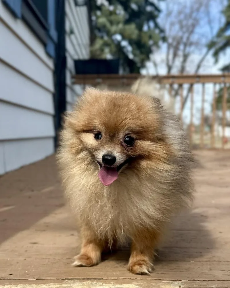 Sloppy Joe thumbnail 3