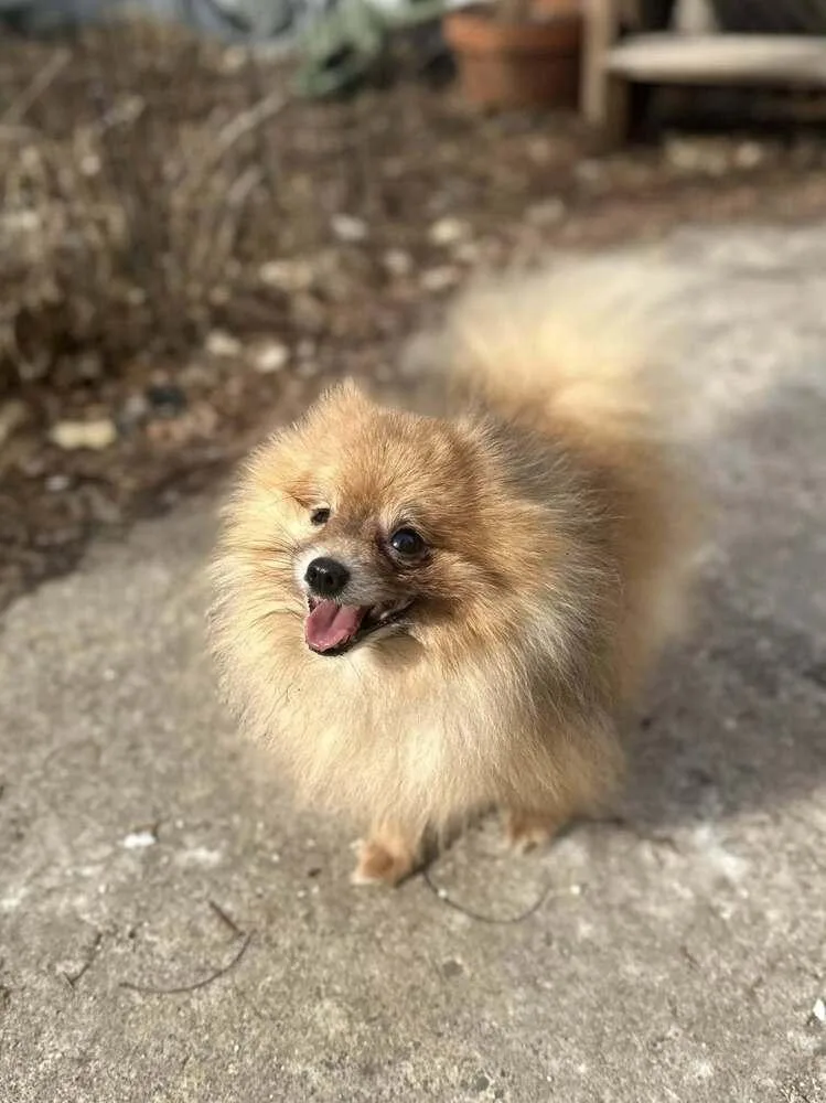 Sloppy Joe thumbnail 4