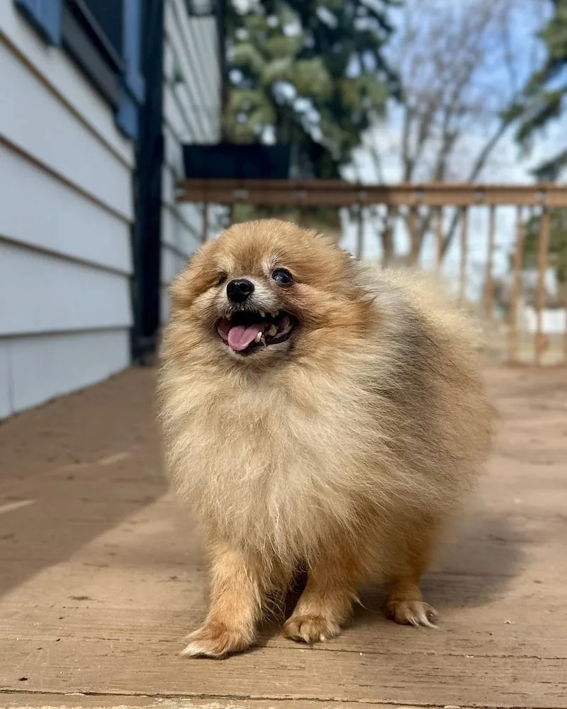 Sloppy Joe thumbnail 5