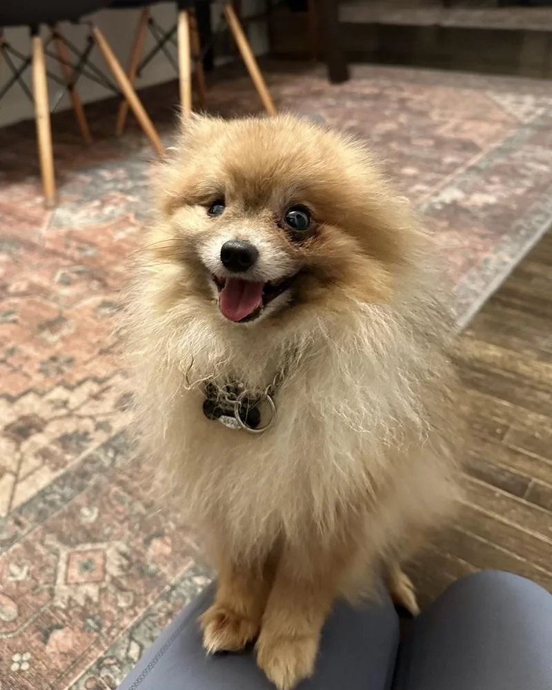 Sloppy Joe thumbnail 6