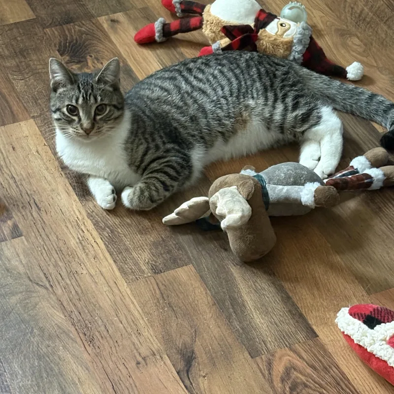 Caterpillar thumbnail 2