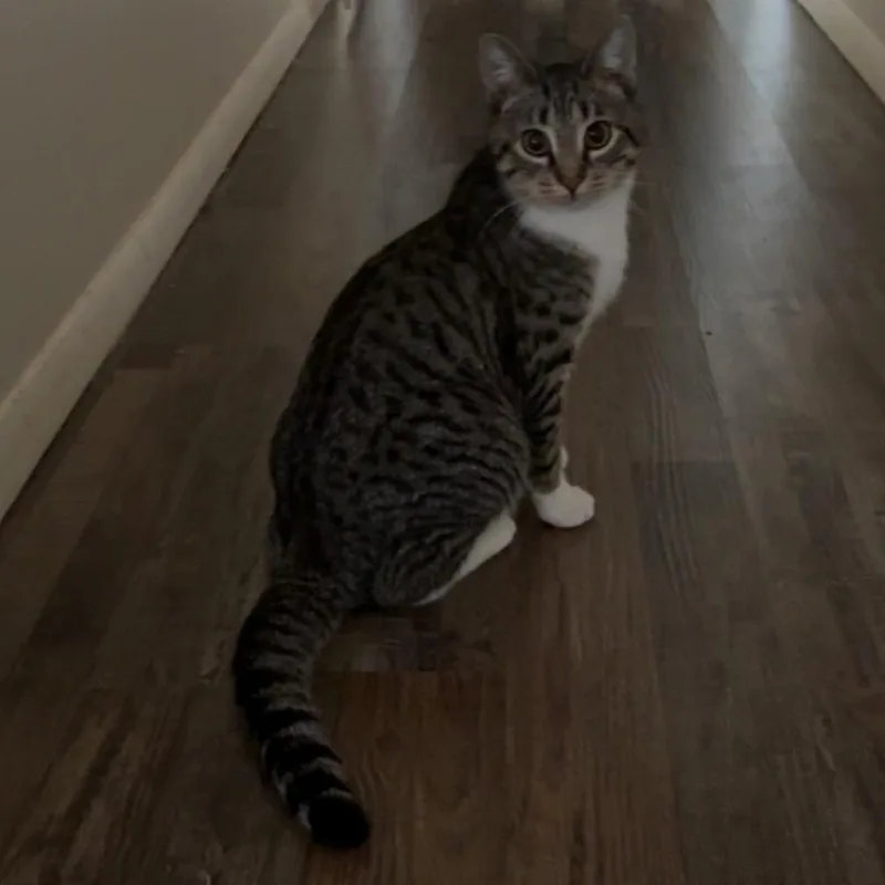 Caterpillar thumbnail 3