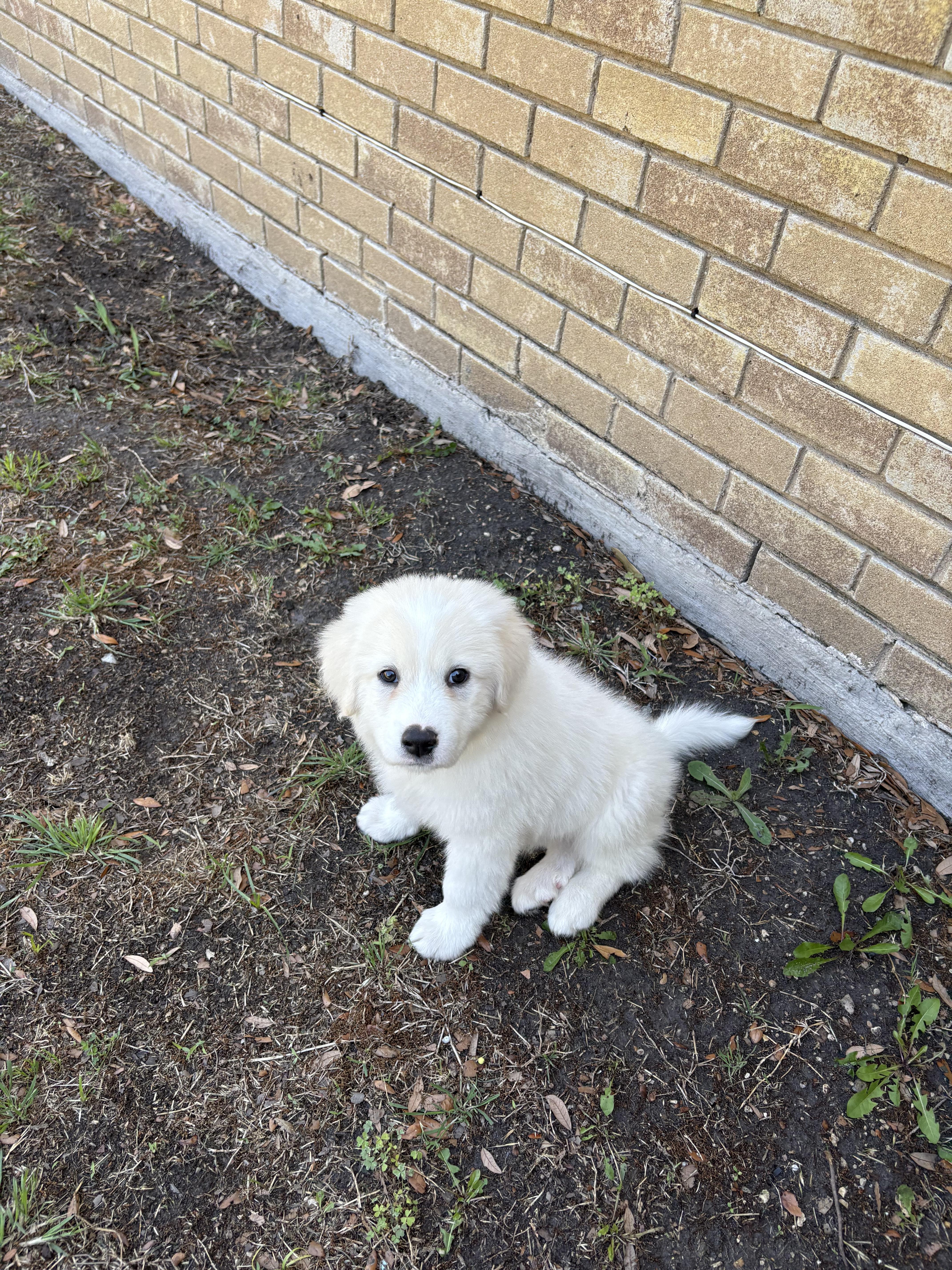 Dutton Dfw thumbnail 2