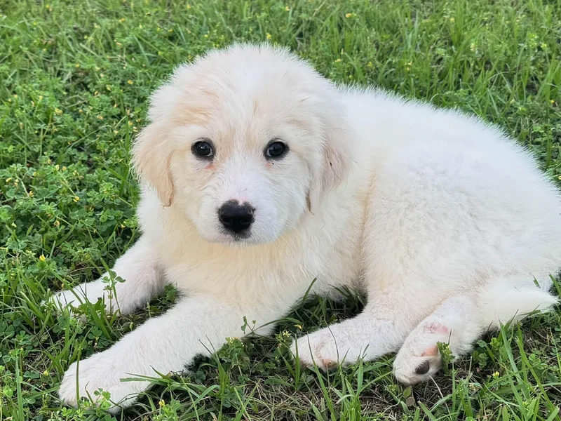 Dutton Dfw thumbnail 3