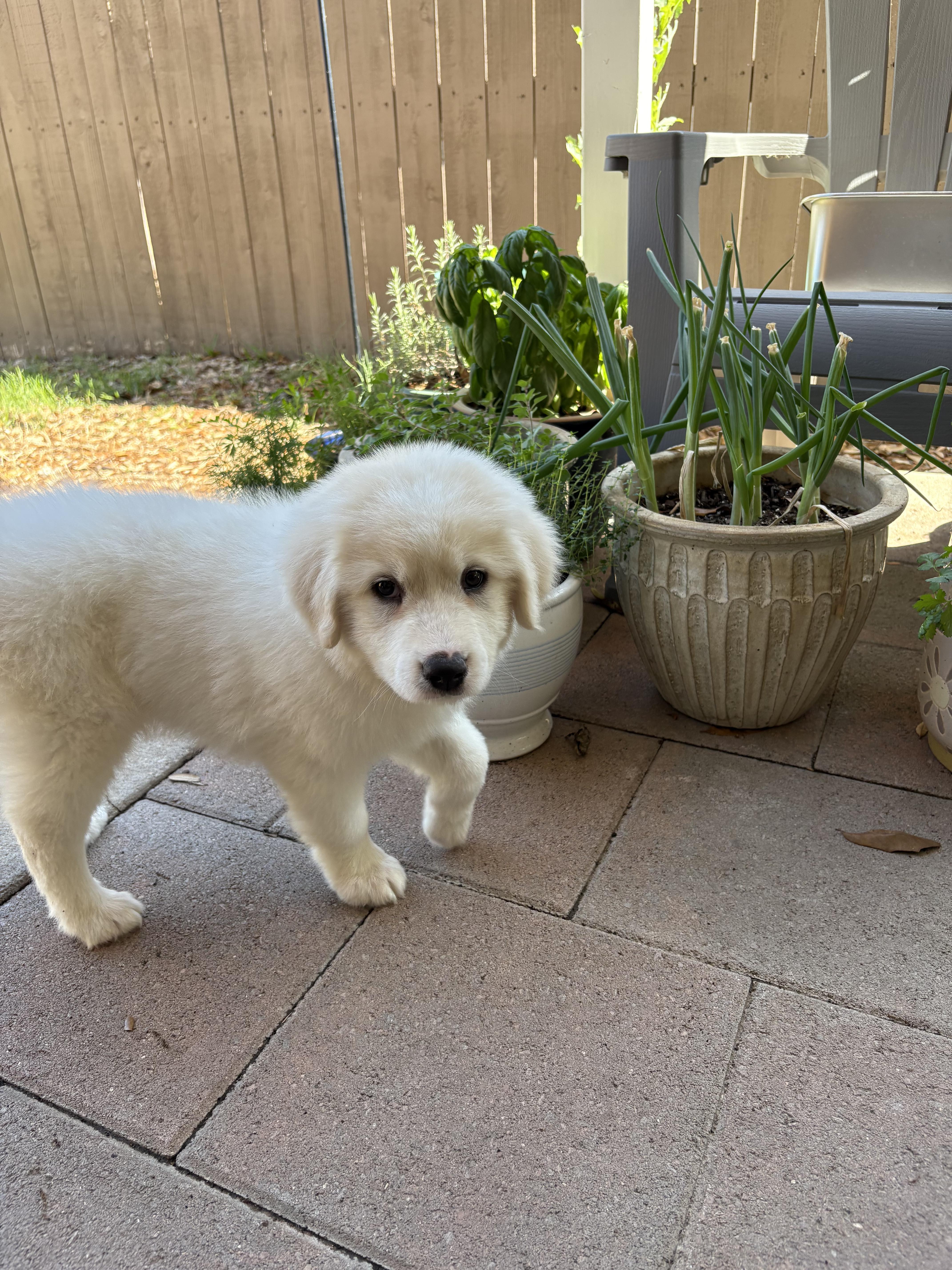 Dutton Dfw thumbnail 5