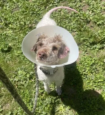 An adult small-sized female Miniature Poodle dog named Sugar for adoption in Philadelphia, PA