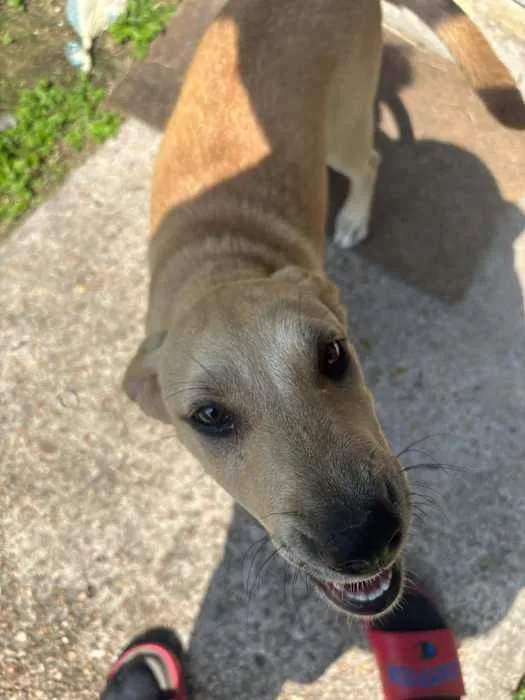 A baby small-sized male Labrador Retriever dog named Duke for adoption in Boise, ID