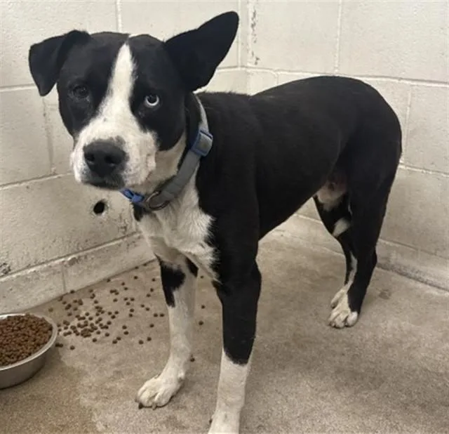 A young medium-sized male Pit Bull Terrier dog named Gator for adoption in San Bernardino, CA
