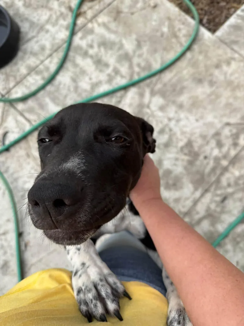 A young medium-sized male Black Labrador Retriever dog named Bones for adoption in Manhattan, KS