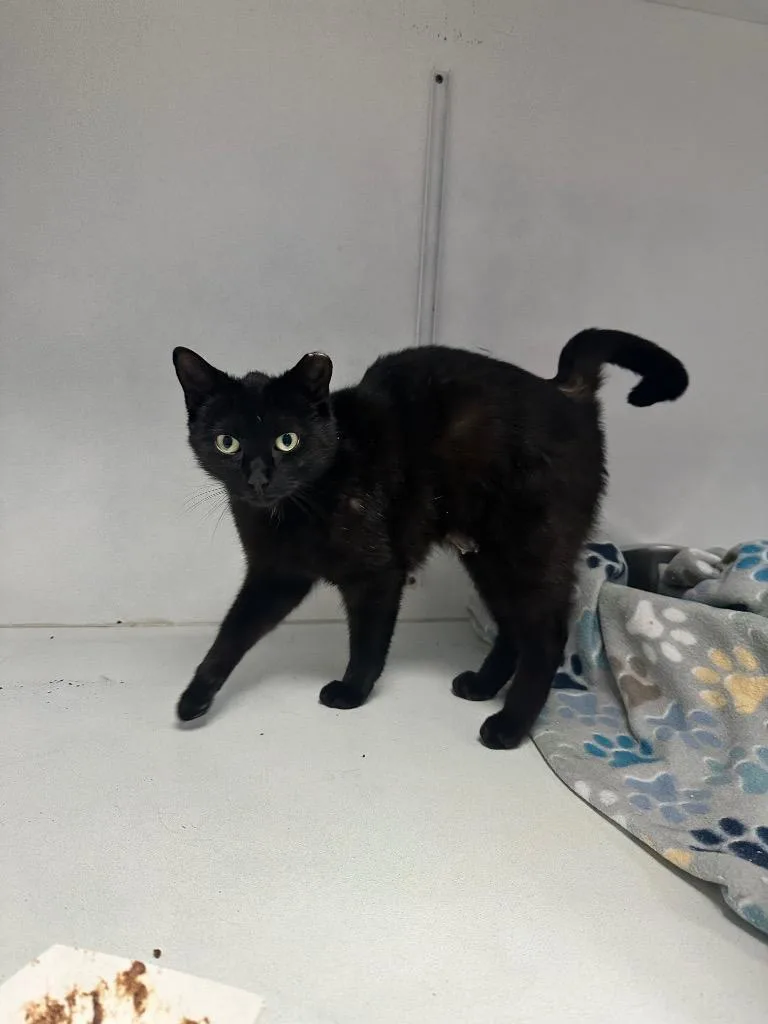 A young small-sized female Domestic Short Hair cat named Titsy for adoption in Waverly, NY