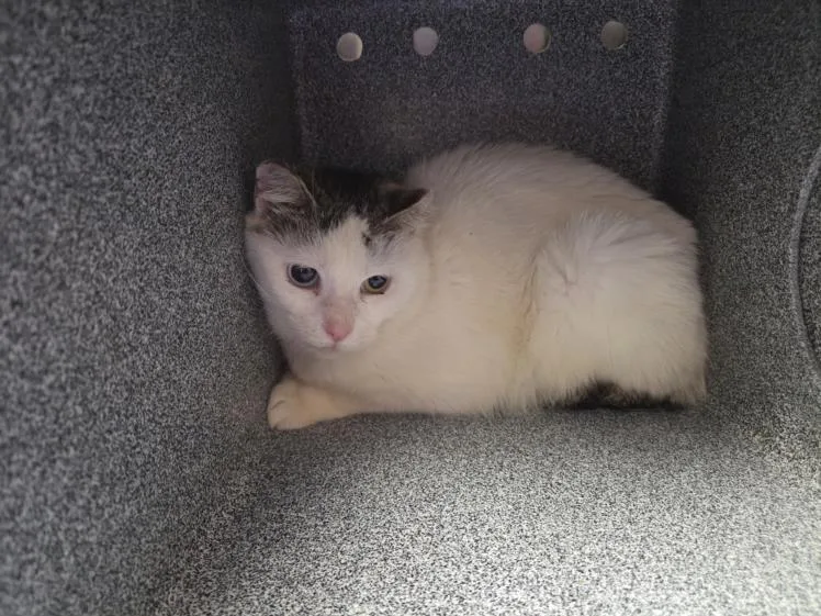 An adult medium-sized female Domestic Short Hair cat named Melloni for adoption in Hagerstown, MD