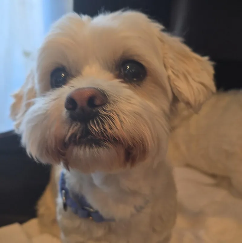 A senior small-sized male White / Cream Shih Tzu dog named Chester for adoption in Oregon City, OR