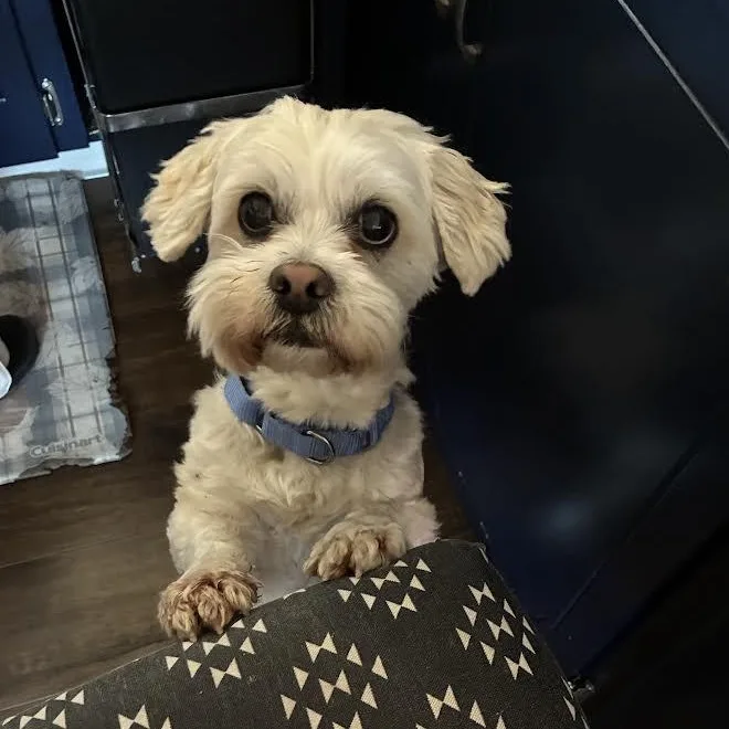 Chester thumbnail 2