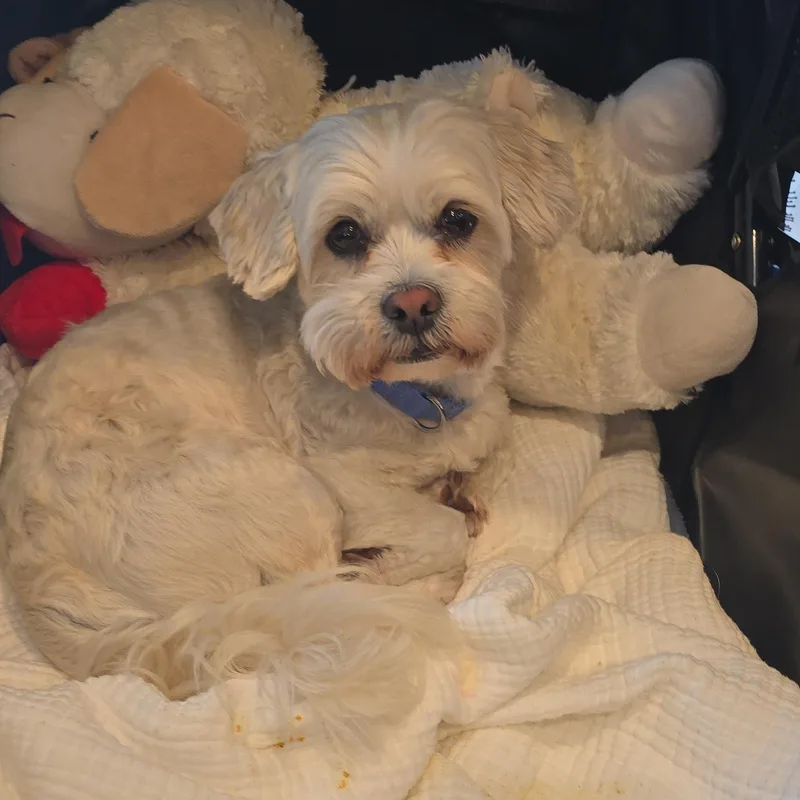 Chester thumbnail 3