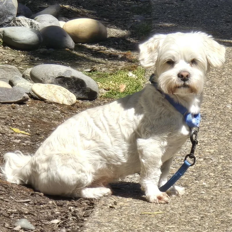 Chester thumbnail 4