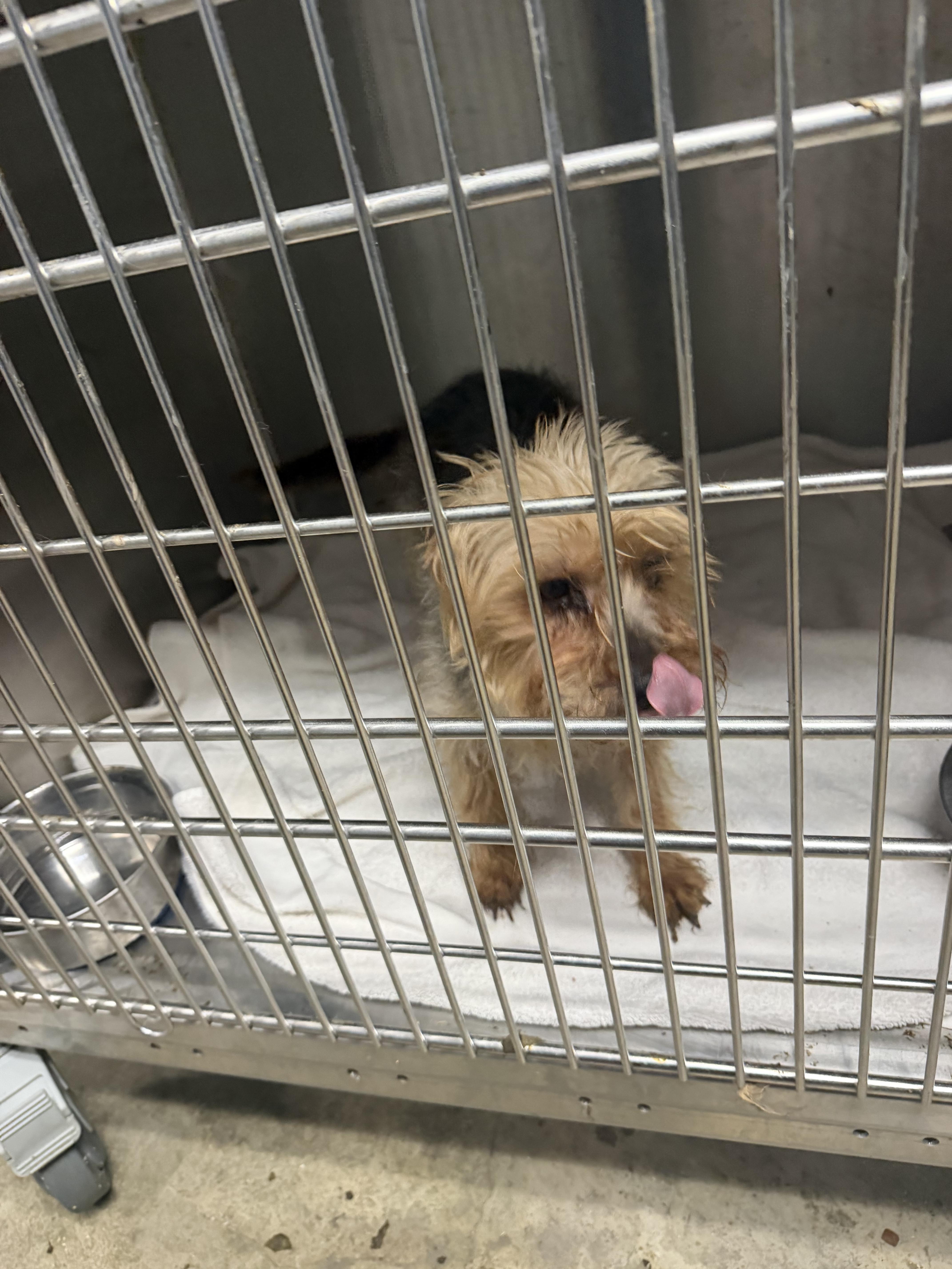 An adult small-sized male Yorkipoo dog named Puck for adoption in Elizabethtown, NC