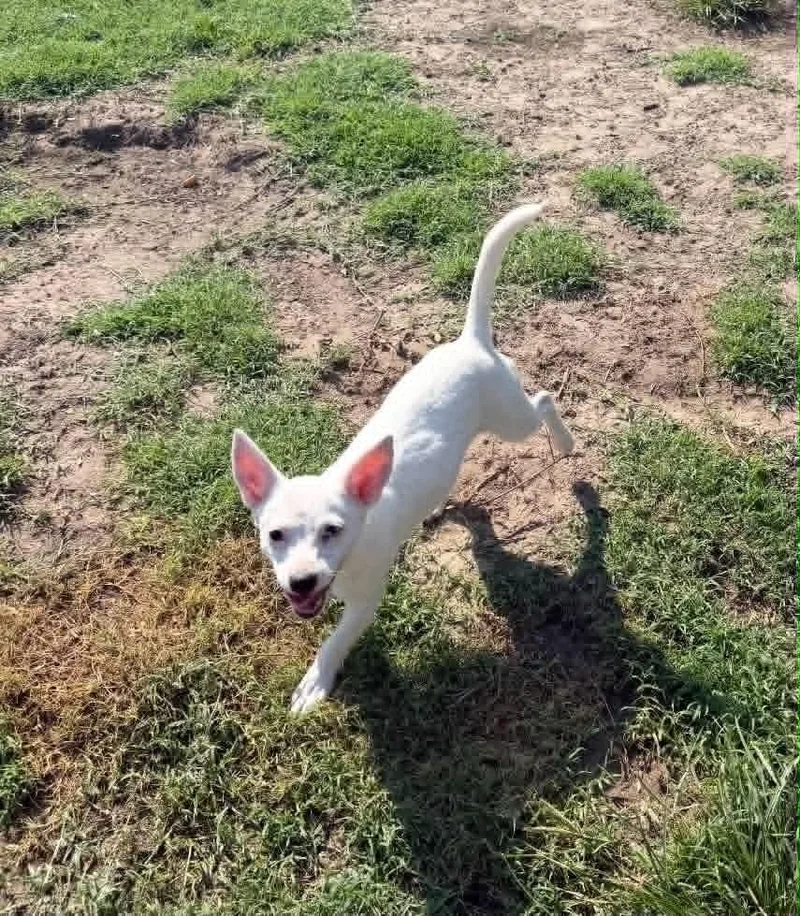 A baby small-sized female White / Cream Chihuahua dog named Mazie for adoption in Dutton, VA