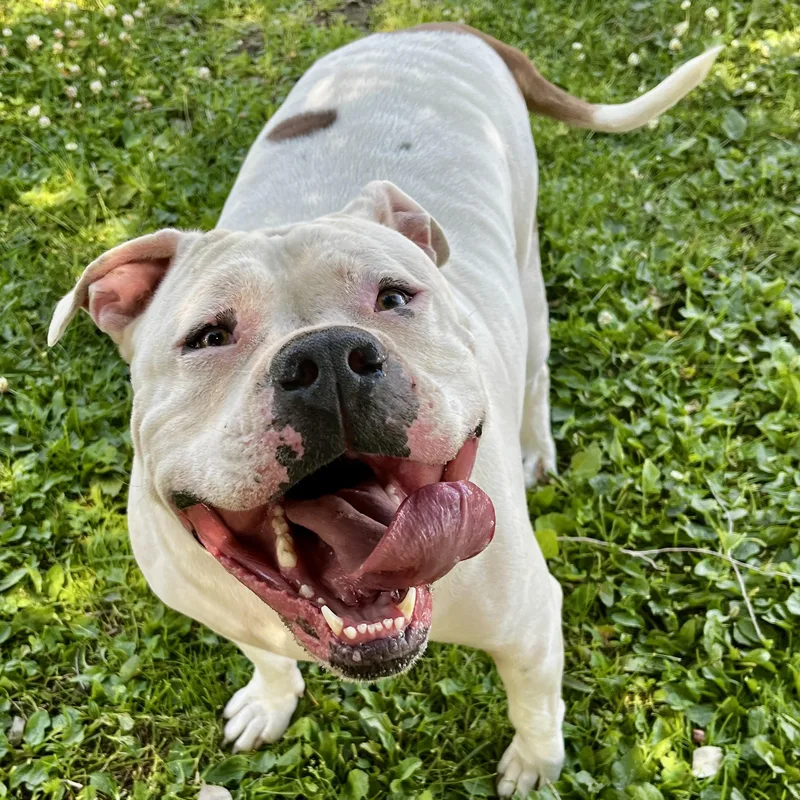 An adult large-sized male Mixed Breed dog named Hawk for adoption in Wenatchee, WA