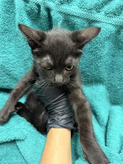 A baby small-sized male Domestic Short Hair cat named Chestnut for adoption in Ontario, CA