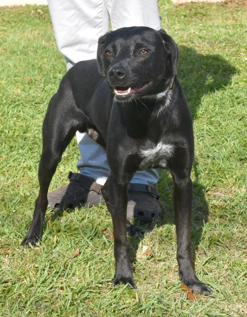 A young medium-sized male Mixed Breed dog named Louie for adoption in Kingsland, GA