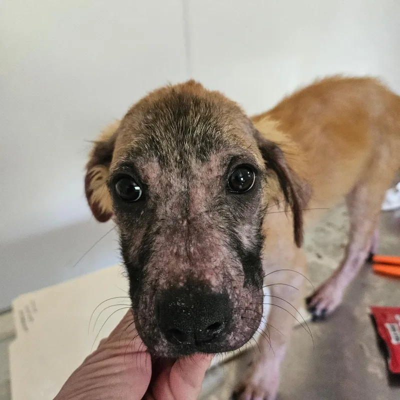 A baby medium-sized female Brown / Chocolate Labrador Retriever dog named Rose for adoption in Hattiesburg, MS