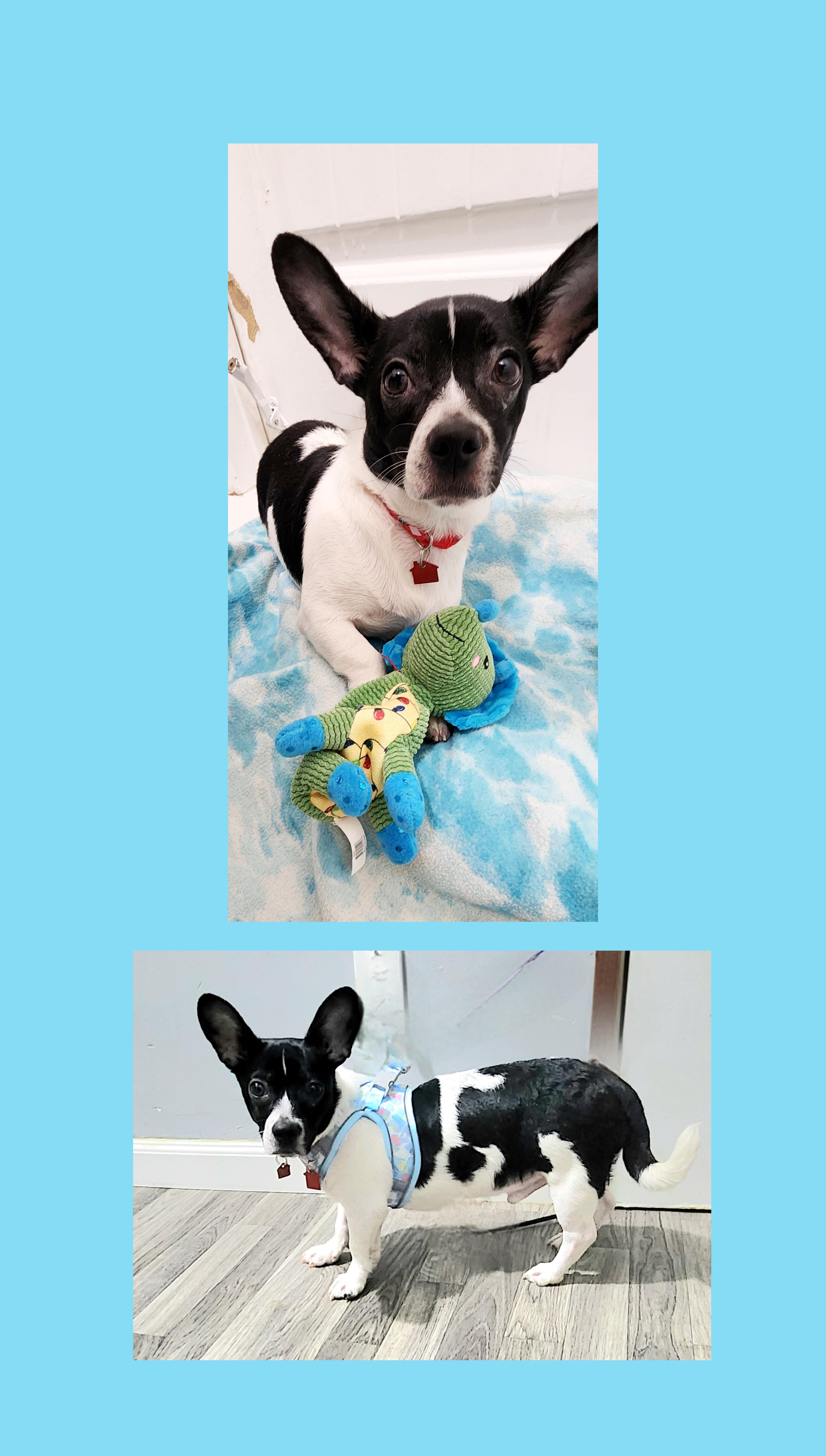 Spotty The Shorty thumbnail 4