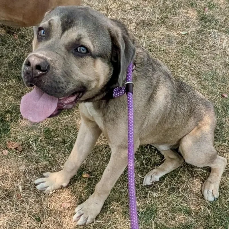 A young medium-sized male Brown / Chocolate Mixed Breed dog named Braveheart for adoption in Buffalo, NY