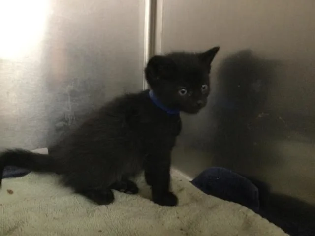 A young small-sized male Domestic Short Hair cat named Spunky for adoption in Thousand Palms, CA