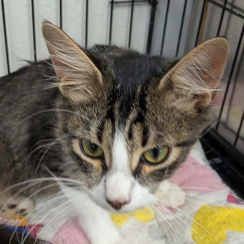 A baby small-sized female Domestic Short Hair cat named Virginia for adoption in Hannibal, MO