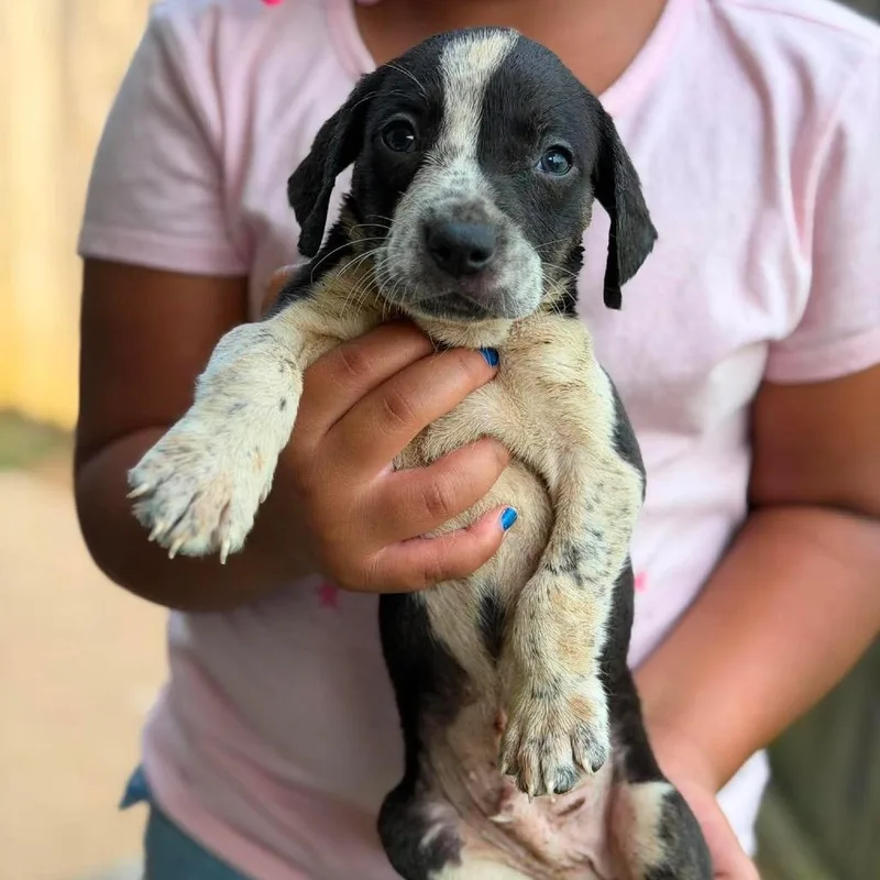 A baby small-sized male White / Cream Mixed Breed dog named Mr. Johnson for adoption in Buffalo, MN