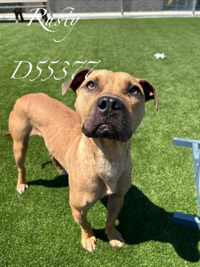 A young medium-sized male Black Mouth Cur dog named Rusty for adoption in Clarksville, TN