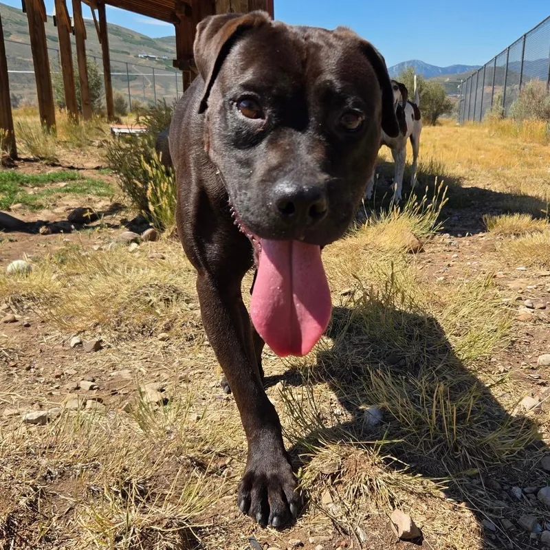An adult medium-sized female Black Mixed Breed dog named Lily for adoption in Park City, UT