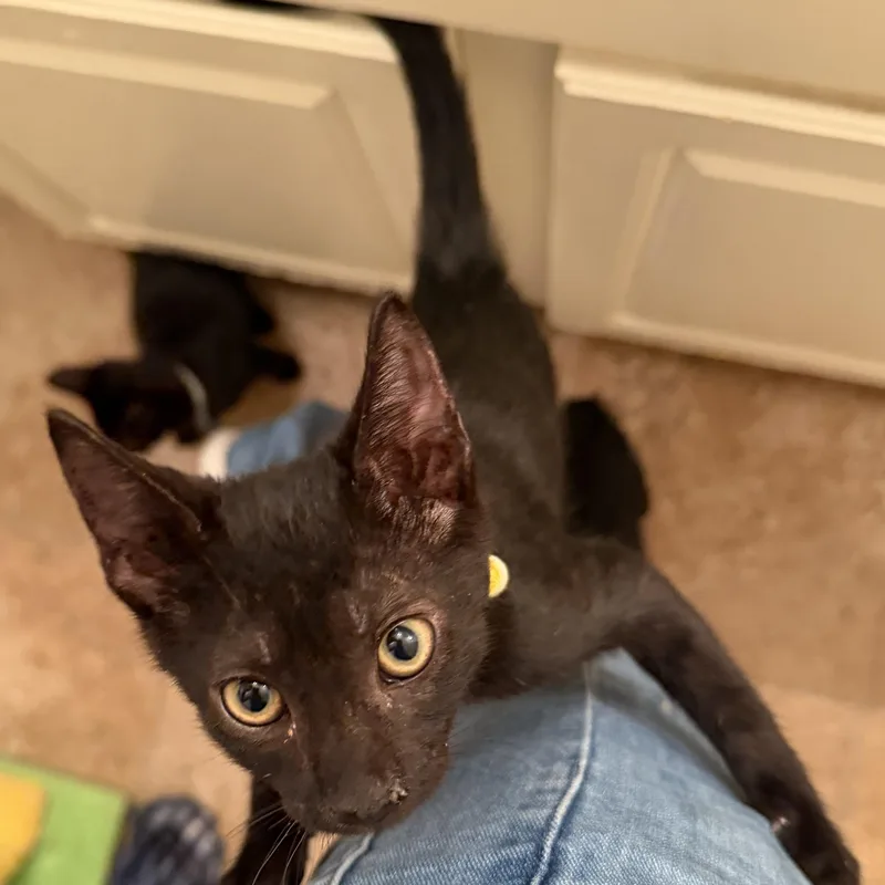 A baby medium-sized male Black Domestic Short Hair cat named Starlight for adoption in Liverpool, TX