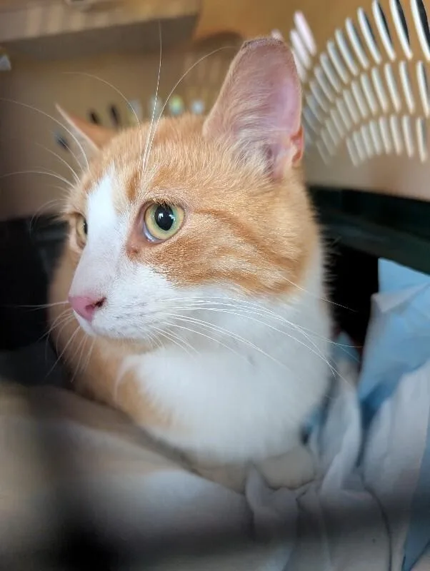 A young medium-sized male Tabby (Orange / Red) Domestic Short Hair cat named Charlie Boy for adoption in bellefontaine, OH