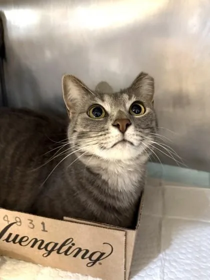 An adult large-sized female Tabby (Gray / Blue / Silver) Domestic Short Hair cat named Clover for adoption in Lafayette, IN
