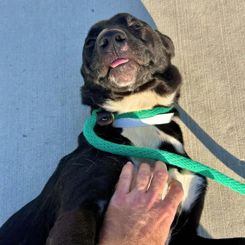 A young medium-sized male Black Mixed Breed dog named Fester for adoption in Matteson, IL