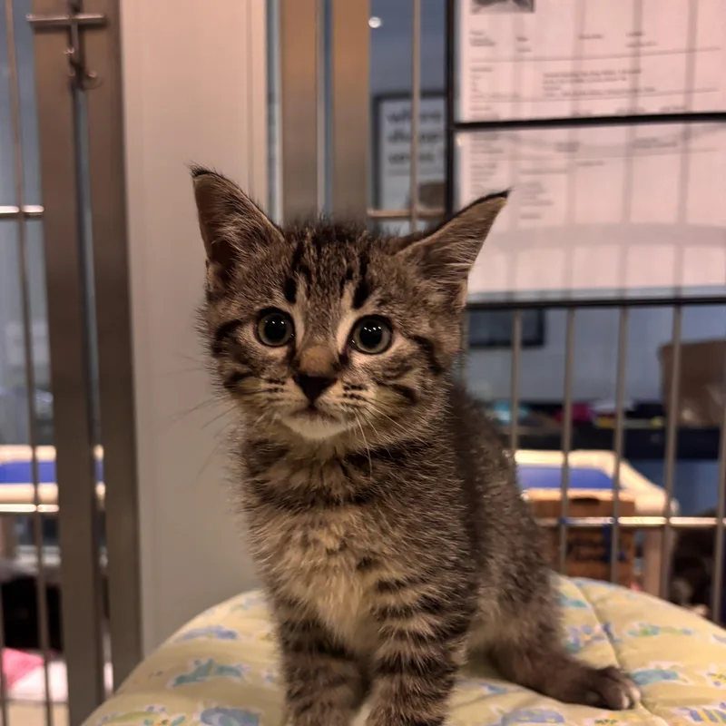 A young medium-sized male Tabby (Brown / Chocolate) Domestic Short Hair cat named Oak for adoption in Charleston, SC